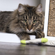 SmartKat Fish Flop Catnip Crinkle Toys | $1 | Amazon
